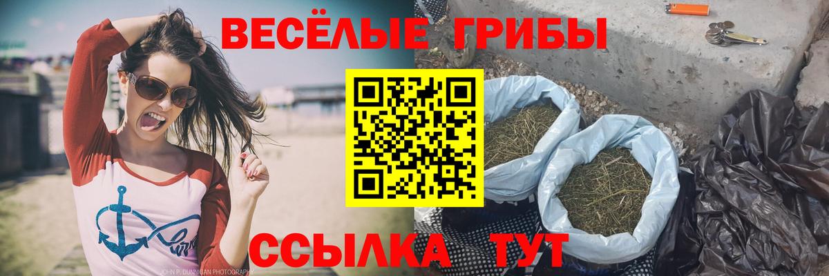 Псилоцибиновые грибы Psilocybine cubensis Знаменск